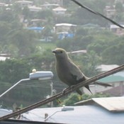 Palm Tanager